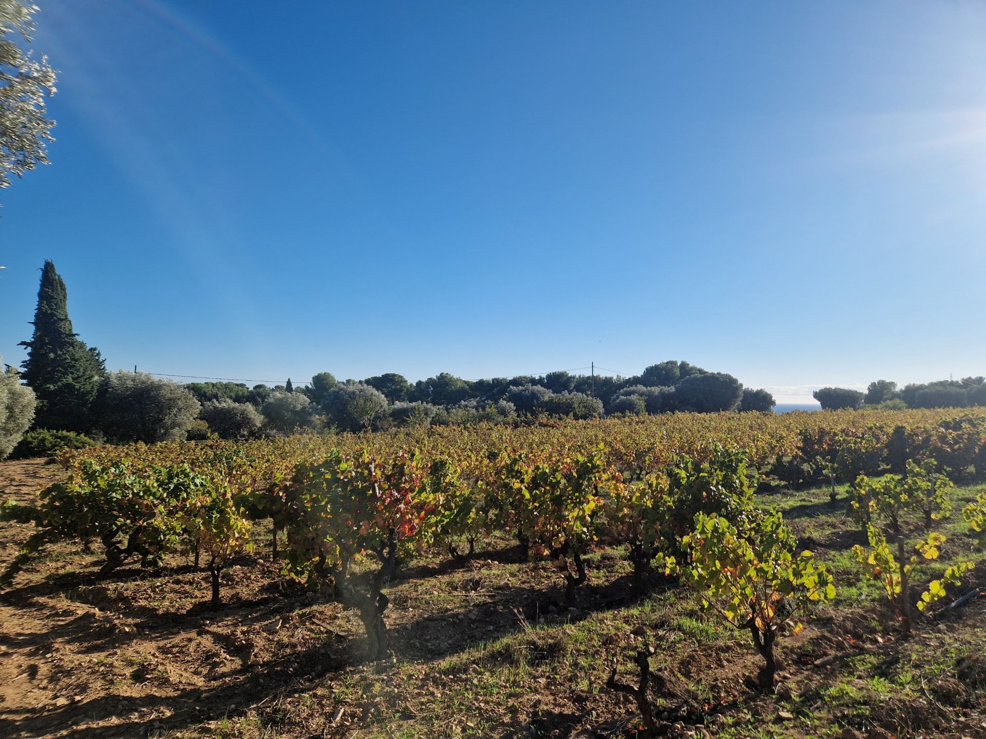 propriété viticole 8 pièces en vente sur LA CADIERE D AZUR (83740)