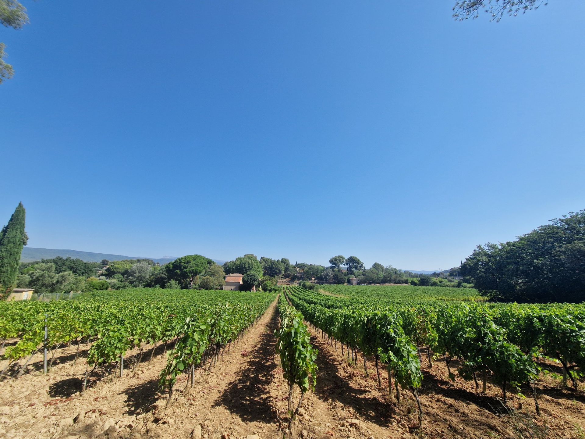 propriété viticole 11 pièces en vente sur ST CYR SUR MER (83270)